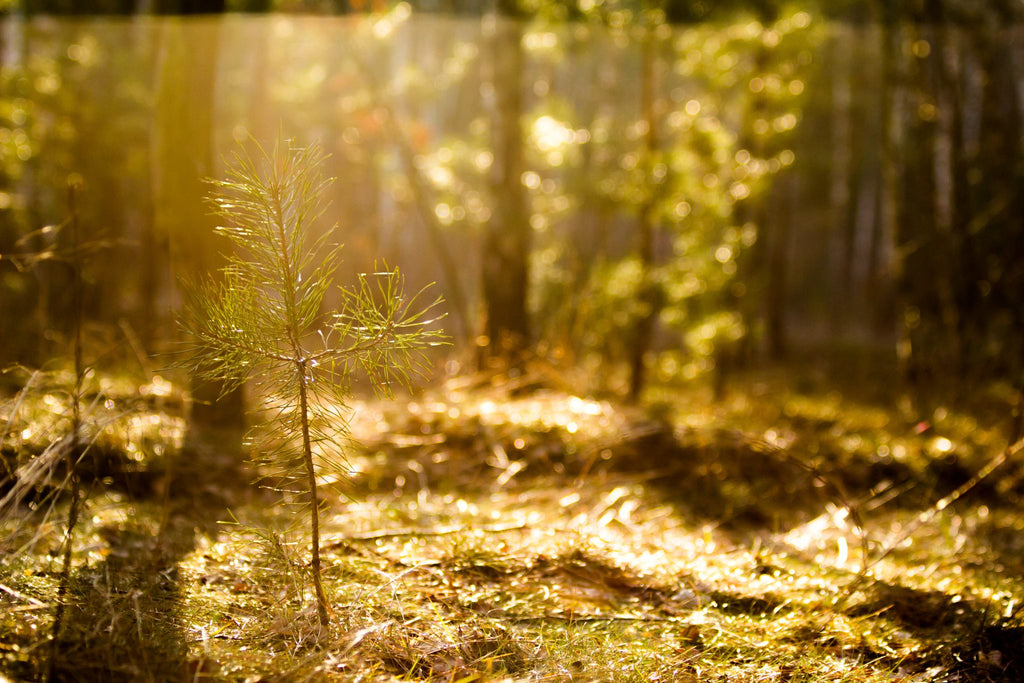 The Power of a Tree